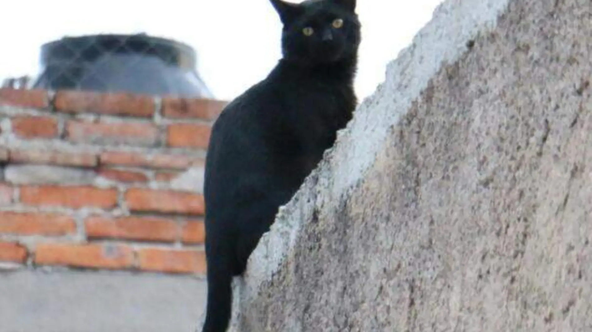 Gato Negro